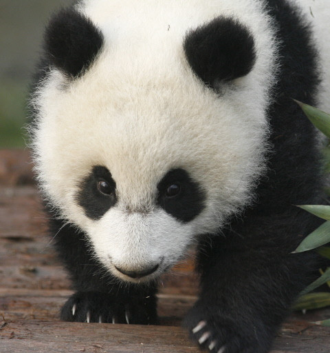 OLY-2008-CHINA-ANIMALS-PANDA