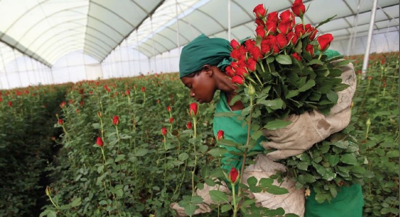 A worker picks flowers in a farm in Kenya.