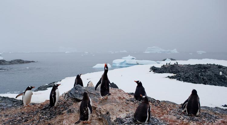 Globális felmelegedés:18,3 fokot mértek az Antarktiszon, megdőlt a melegrekord
