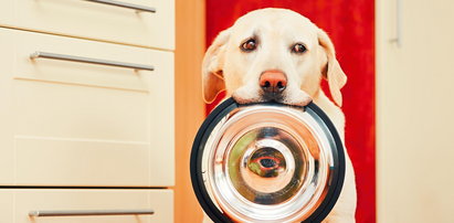 Twój labrador też jest wiecznie głodny? Naukowcy wiedzą dlaczego
