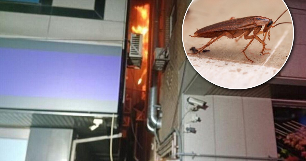 Jej sąsiadka próbowała zabić karalucha. Młoda mama nie żyje