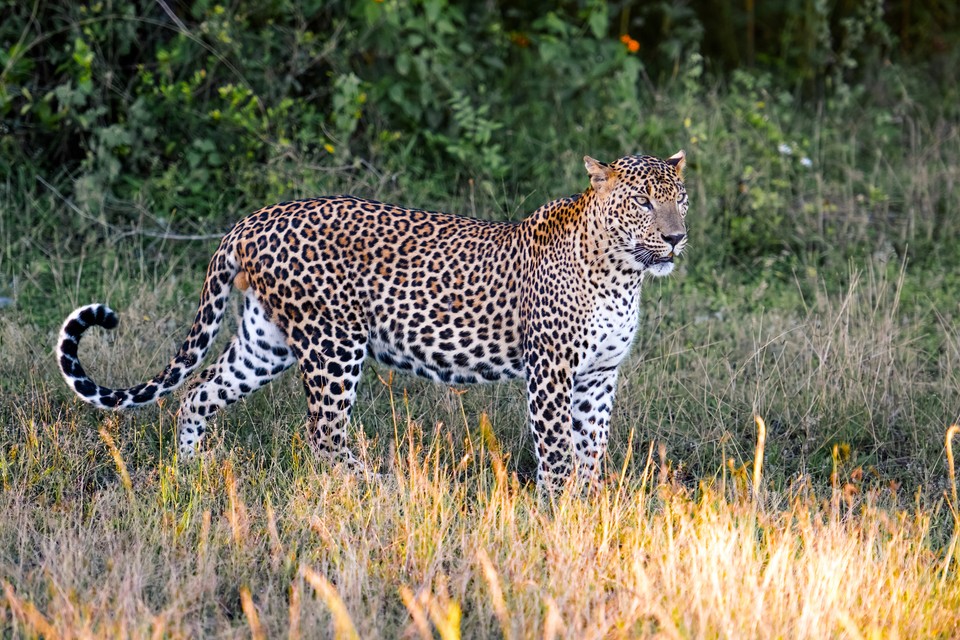 Park Narodowy Wilpattu