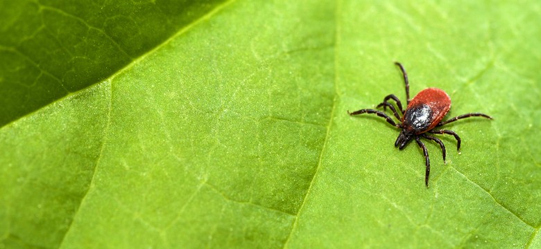 Te rośliny przyciągają kleszcze jak magnes. Lepiej nie sadź ich w ogrodzie