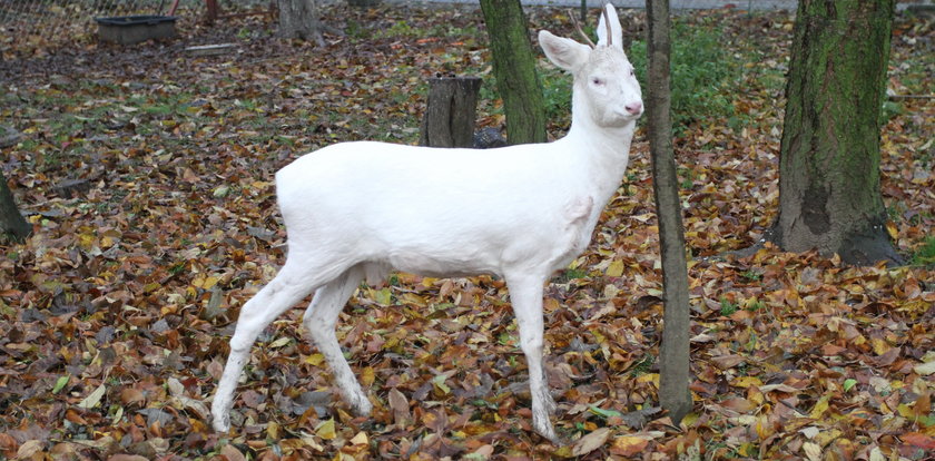 Albinos szuka domu. Uważajcie na rogi