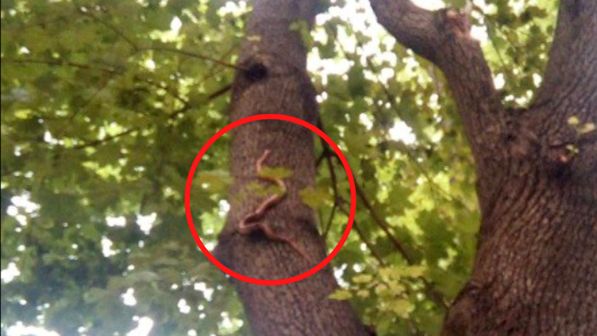 Zauważył go na drzewie w centrum Krakowa. "Ma półtora metra długości"