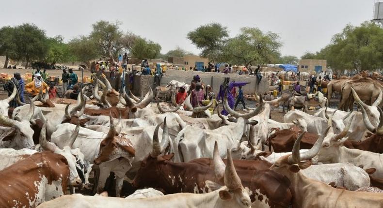 Yobe govt introduces law to tax cattle herders.