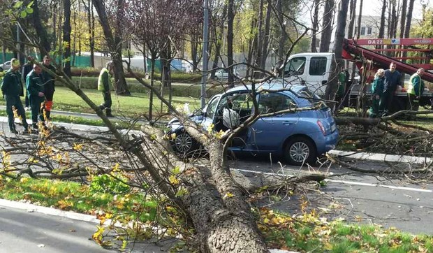 auto drvo nova