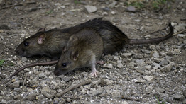 Összeverték, majd még élve patkányok közzé dobták a sárói özvegyasszonyt – Döbbenetes gyilkosságra derült fény
