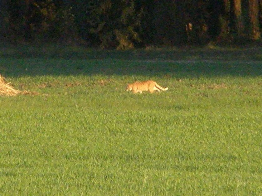 Puma już minęła Bydgoszcz