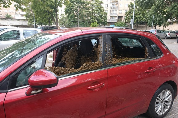 (VIDEO) ŠTA SE OVO DEŠAVA SA PČELAMA?! Čitav roj zaposeo auto usred Beograda, na jednu ženu se obrušile kao kopci: Ljudi u šoku, nestvarni snimci najezde stižu sa svih strana