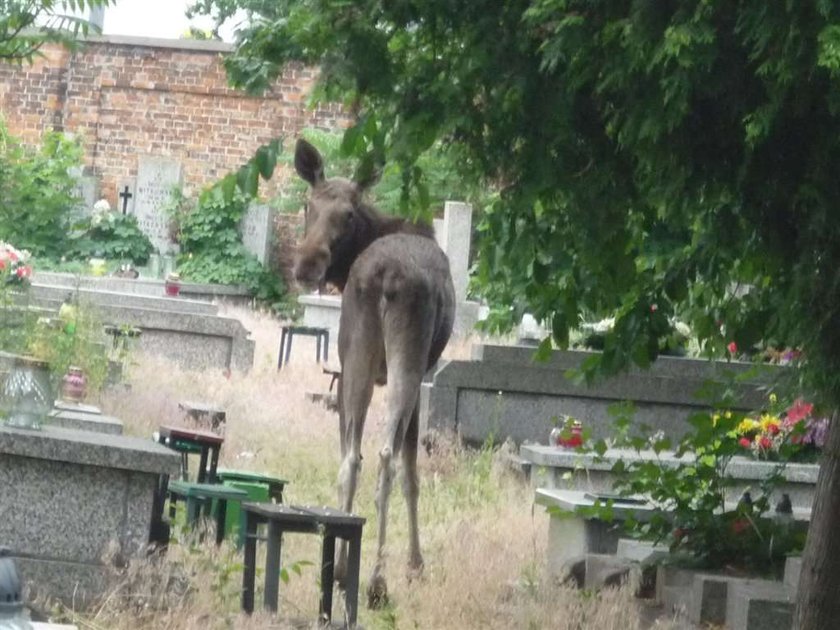 Łosiu, tym razem przesadziłeś!