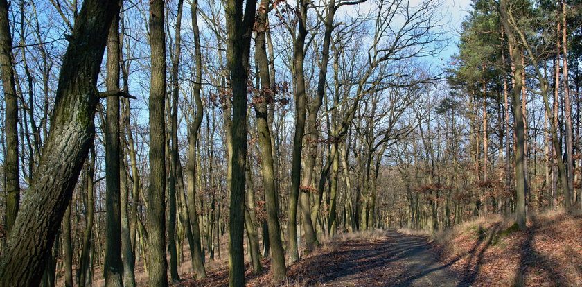 Pogoda na grudzień. Jakie będą święta?