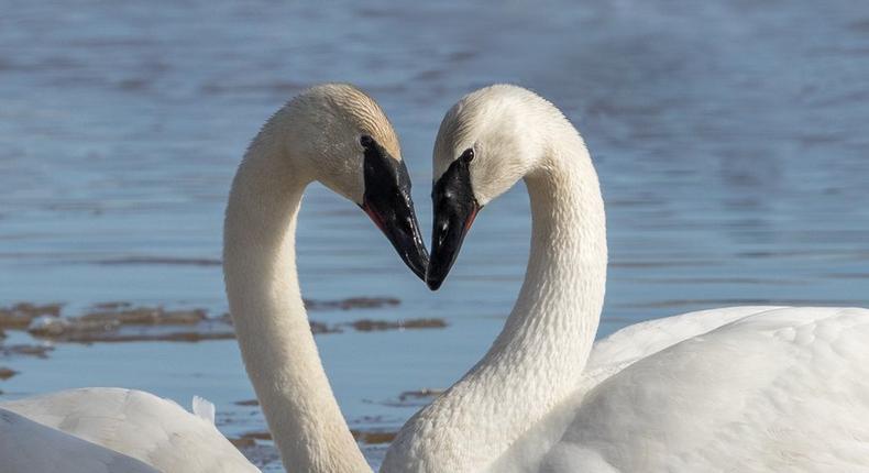 trumpeter swan