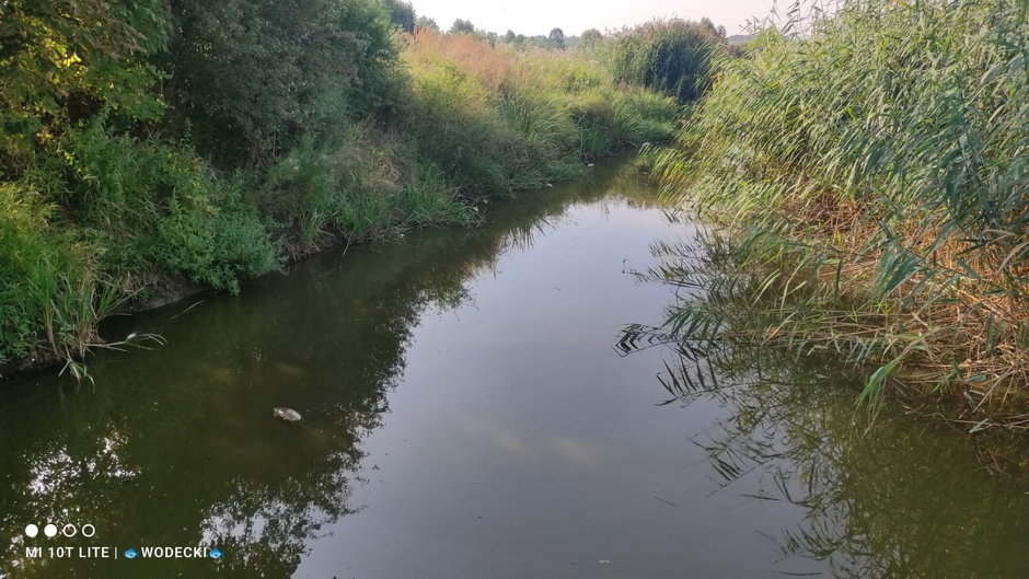 Śnięte ryby w rezerwacie pod Olsztynem [ZDJĘCIA] - zdjęcie 1