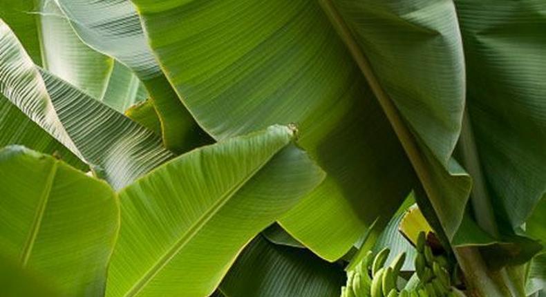 Surprising health benefits of eating and cooking in banana leaves/Courtesy