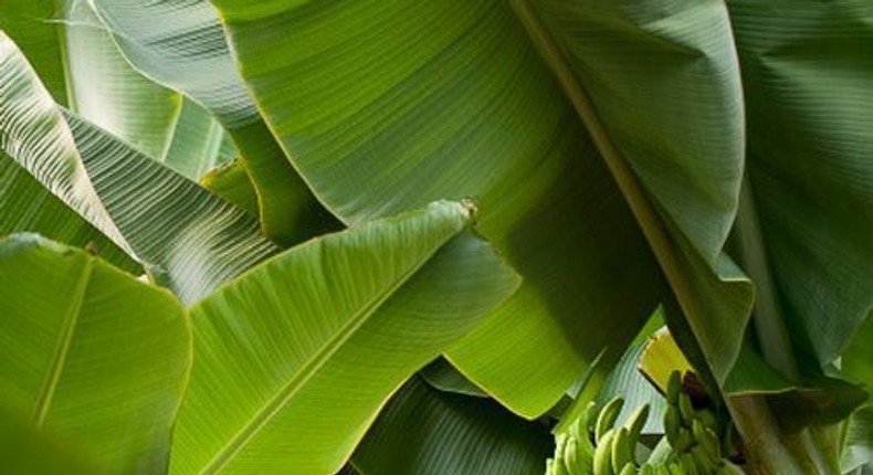 Surprising health benefits of eating and cooking in banana leaves/Courtesy