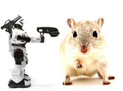 Mózg szczura pokieruje robotem