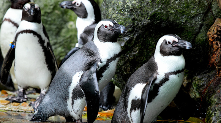 A pingvinpár csak egy fiókát szeretett volna/Fotó: Northfoto