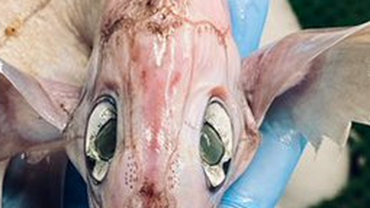 Roman Fiedorcow był na kutrze łowiącym ryby na Morzu Norweskim, kiedy w sieci znalazł dziwacznie wyglądające stworzenie. Po udostępnieniu zdjęcia w Internecie ludzie byli zadziwieni i twierdzili, że to może być "mały smok".