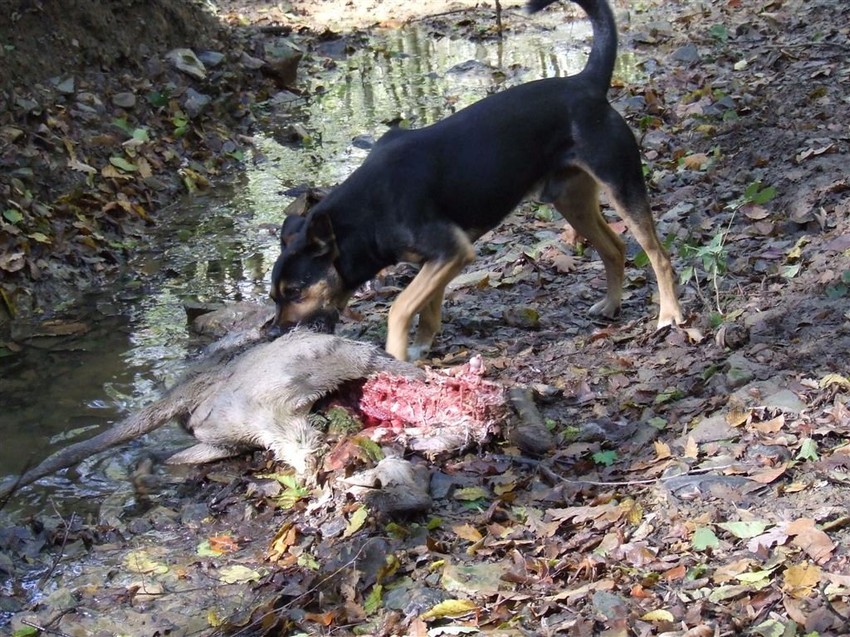 Čopor pasa srnu je preklao juče u šumi u Sremčici