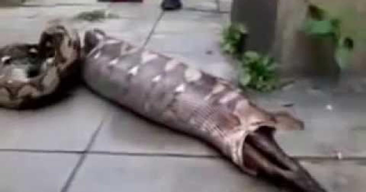 Watch a snake vomit a live goat Pulse Nigeria