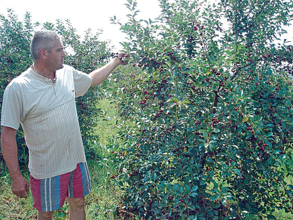 "Godinama nas uništavaju otkupljivači koji se bogate dok proizvođači siromaše",
kaže Saša Stanković, 
poljoprivrednik
