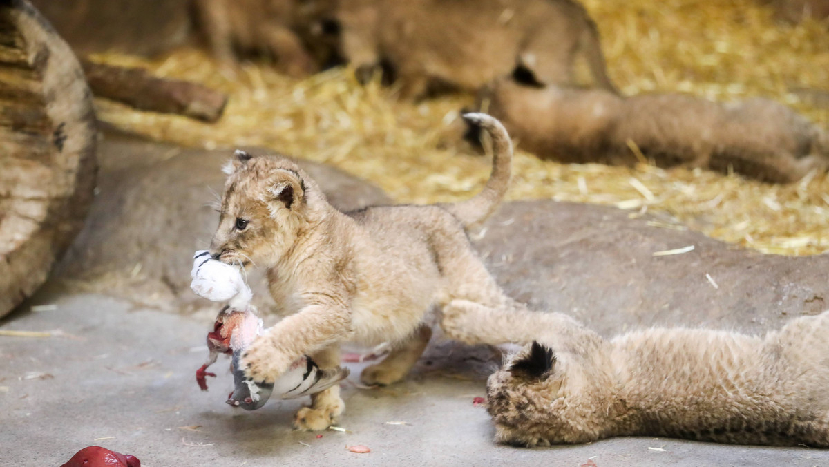 W Ogrodzie Zoologicznym w Chorzowie urodziły się cztery lwiątka angolskie