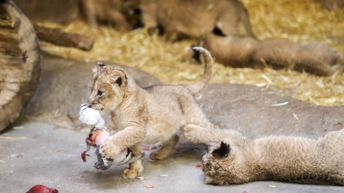 W Ogrodzie Zoologicznym w Chorzowie urodziły się cztery lwiątka angolskie