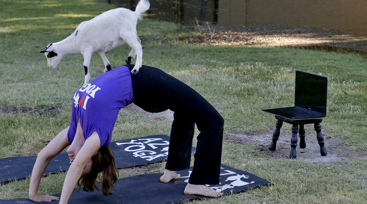 Az Egyesült Államokban hihetetlen népszerűségnek örvend a háziállattal közös jógázás /Fotó: MTI EPA