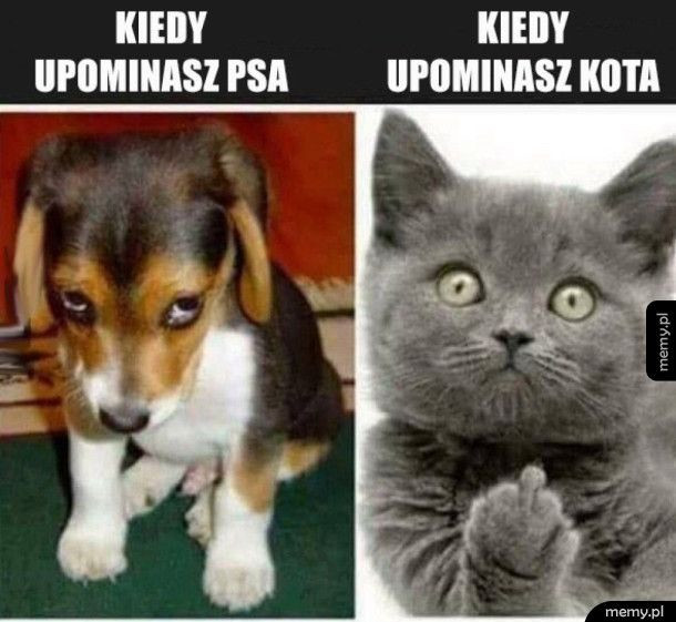 https://ocdn.eu/pulscms-transforms/1/8P6k9kqTURBXy8xMGU1MmNlZTNmMWE4NTI2YTk1Y2MzYmUyNTgzNDA4Mi5qcGVnkpUCzQPAAMLDlQIAzQPAwsOBoTAB