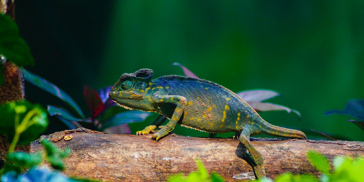 A chameleon perfectly blended into its environment waiting for the perfect opportunity to snag its prey.