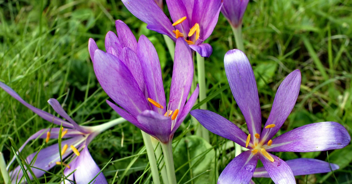 Ważne ostrzeżenie dla turystów. W Tatrach kwitnie śmiertelnie niebezpieczna roślina