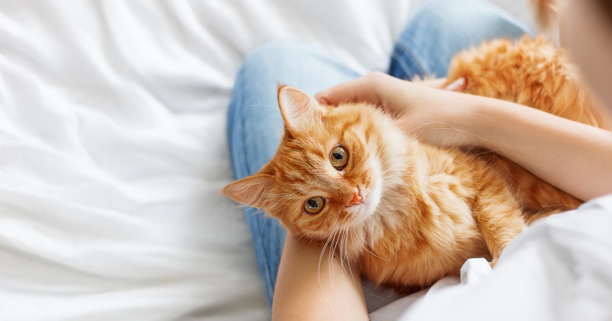 Nowotwór u kota. Naukowcy twierdzą, iż jest podobny do raka u ludzi