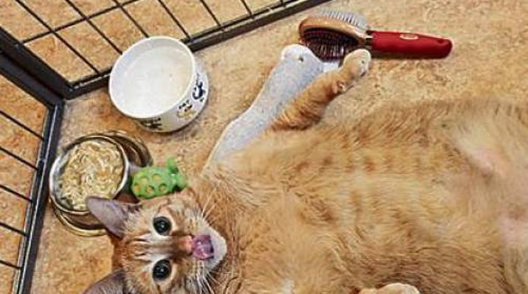 Túlsúlyába halt bele a világ legkövérebb macskája