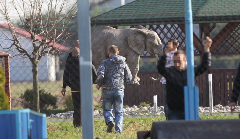 Pijani Polacy ukradli słonia