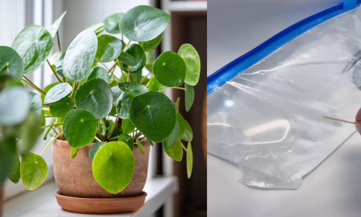 Sprytny trik na podlewanie kwiatów podczas naszego urlopu. "Świetny pomysł"