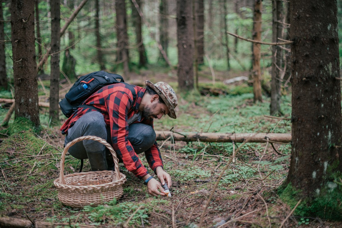 grzyby, zbieranie, las