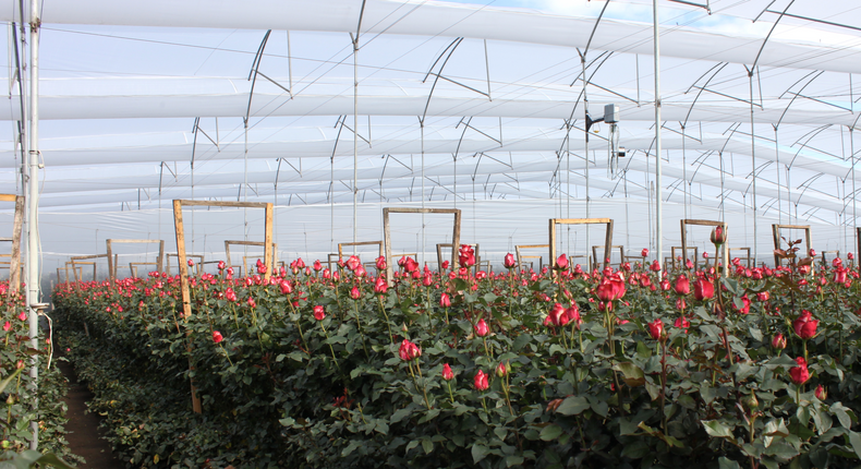 To understand how the Colombian flower industry works, we visited Elite Flower, a 28-year-old flower company with more than two square miles of flower production. Elite Flower grows 200 varieties of roses alone and employs 12,000 workers during its peak season.