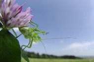 SPECKLED BUSH CRICKET