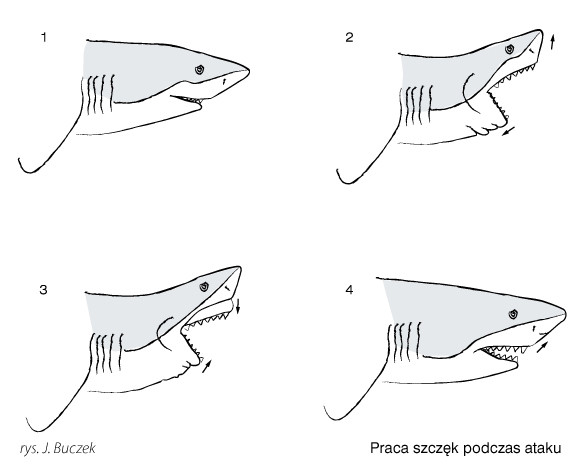 Praca szczęk podczas ataku