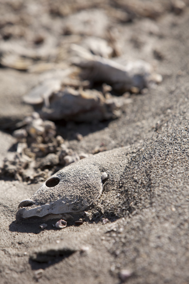 Salton Sea - przerażająca plaża w sercu Kalifornii