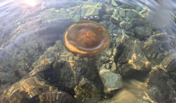 Meduze