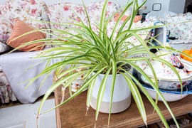 ZELENI LJILJAN je savršena kancelarijska biljka: Dekorativna, laka za održavanje i idealne za početnike!