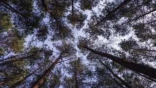 Leśna przyroda ma być skuteczniej chroniona