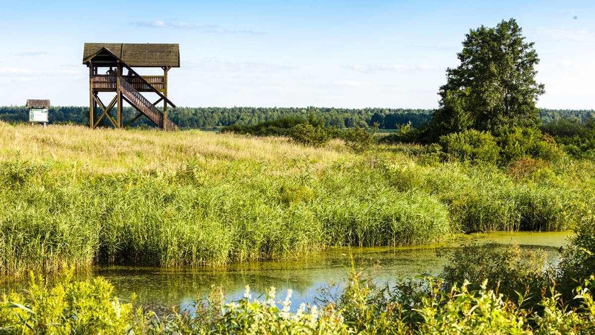 Podlaskie: Biebrzański Park Narodowy wydzierżawi łąki rolnikom