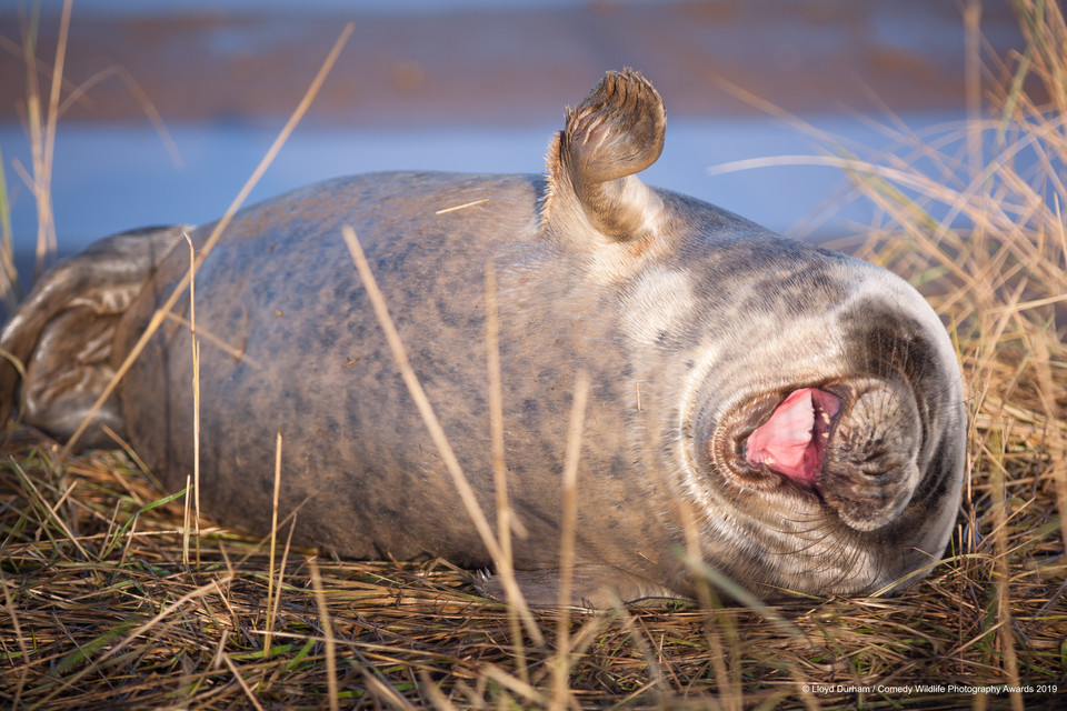 Finaliści Comedy Wildlife Photo Awards 2019