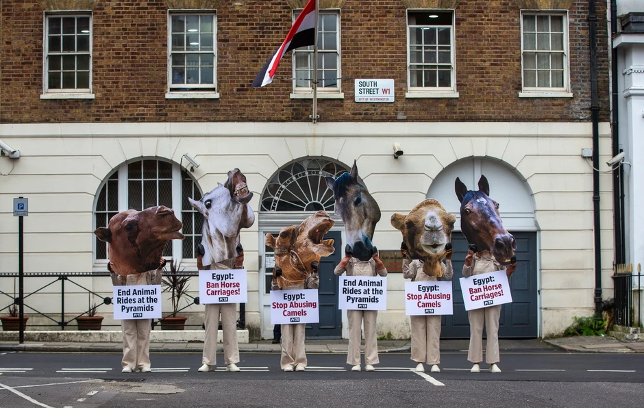 Protest organizacije PETA ispred egipatske ambasade u Londonu 4. avgusta 2023.