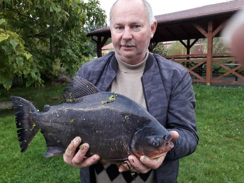 Egzotyczna "bestia" w Jeziorze Zegrzyńskim. Zaplątała się w sieci wędkarza