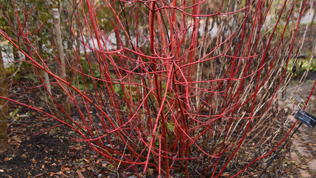 Krzew, który ozdobi ogród zimą. Czerwone pędy robią wrażenie o każdej porze roku