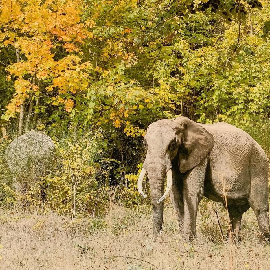 Az állatok pusztulásának pontos oka ismeretlen /Foto: René Casselly